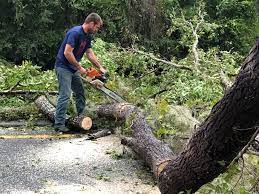 How Our Tree Care Process Works  in  New Providence, NJ