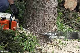Best Hazardous Tree Removal  in New Providence, NJ